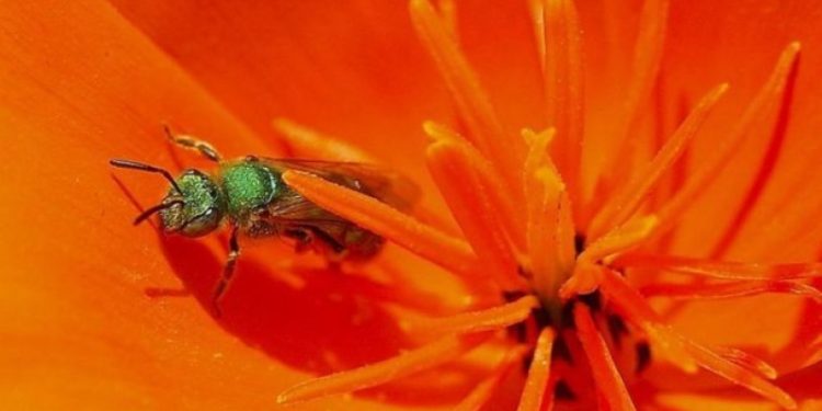 Taïwan : un médecin trouve quatre abeilles dans l’il d’une femme