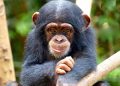 RDC : kidnapping de trois bébés singes