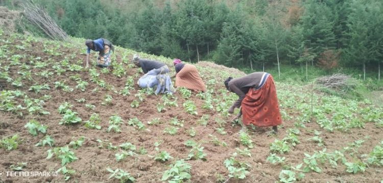 Kalehe : les déplacés lancent un appel urgent à l’aide pour préparer la saison agricole A.